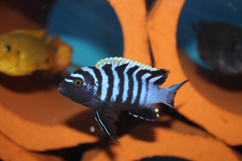 Cynotilapia zebroides 'Hai (Chimate) Reef'